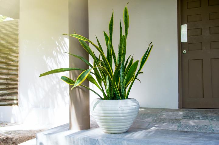 Best Feng Shui Plants for a Positivity Boost- SNAKE PLANT – SANSEVIERIA