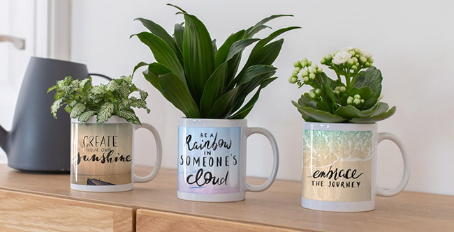 Place A Plant in Mug