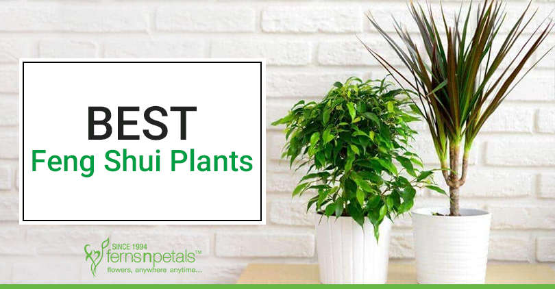 Best-5-Feng-Shui-Plants