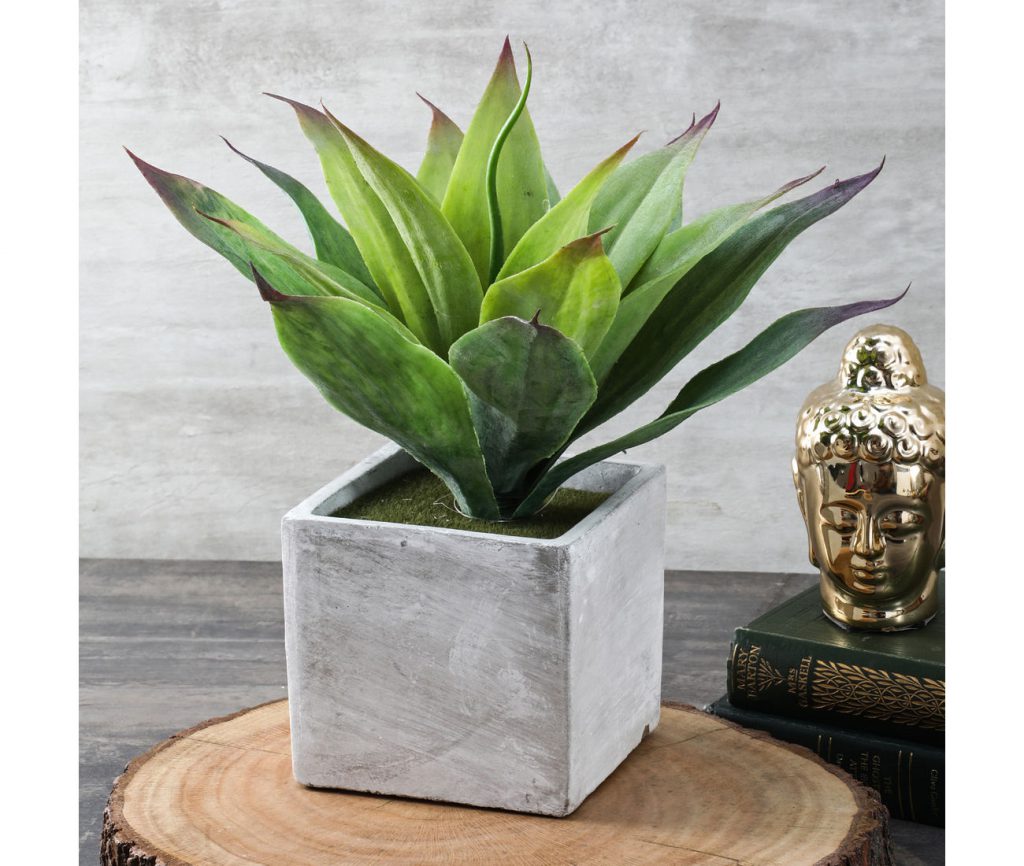 Top 10 Air-Purifying Plants for Home & Office - FNP Singapore