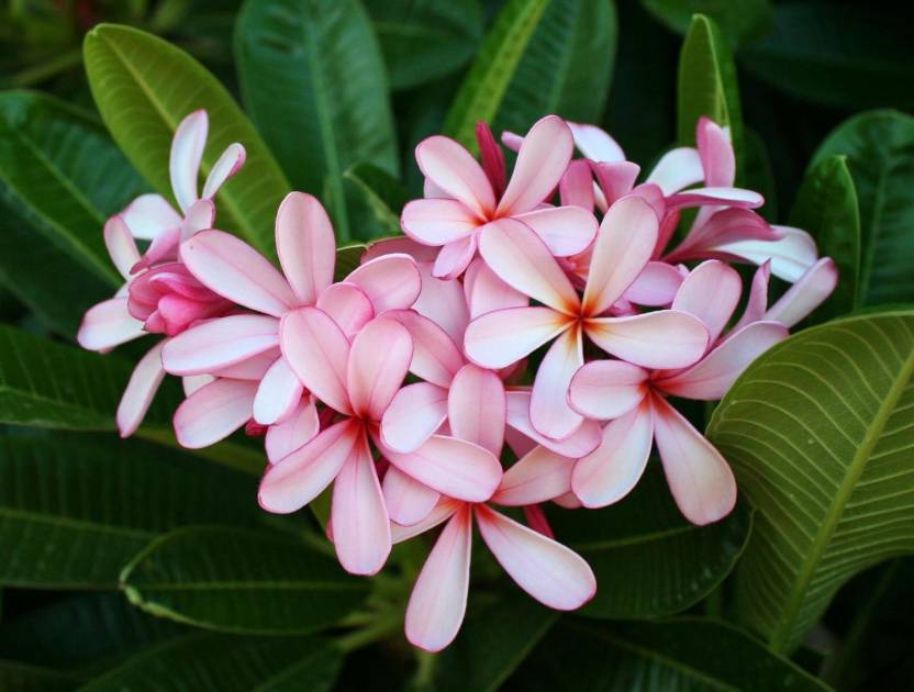 Top 7 Flowers That Grow In Singapore - FNP Singapore