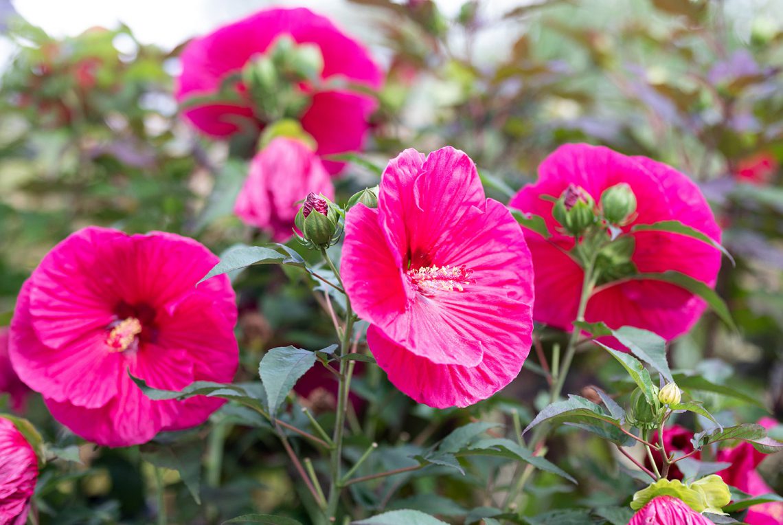 Top 7 Flowers That Grow In Singapore FNP Singapore