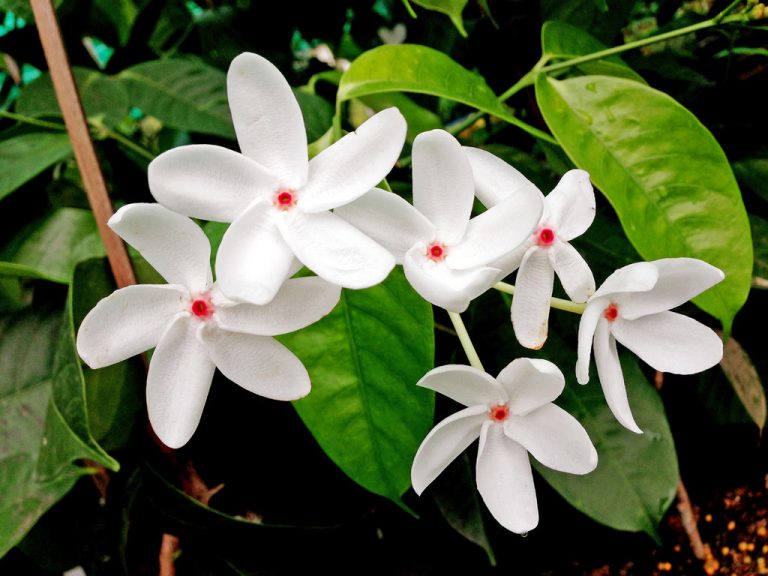 Top 7 Flowers That Grow In Singapore FNP Singapore