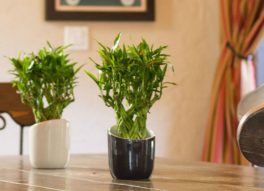 Best Feng Shui Plants for a Positivity Boost- LUCKY BAMBOO – DRACAENA BRAUNII