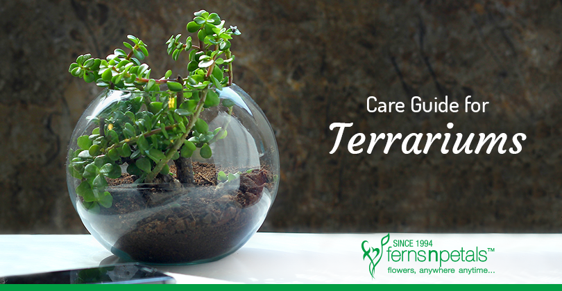 How to Take Care of Terrariums?