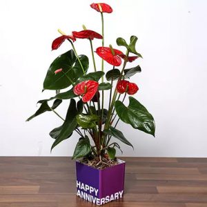 Anniversary Plant