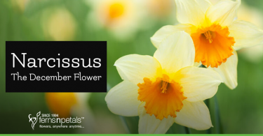 december-flower-narcissus