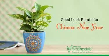 Chinese New Year Plants to bring Good Luck