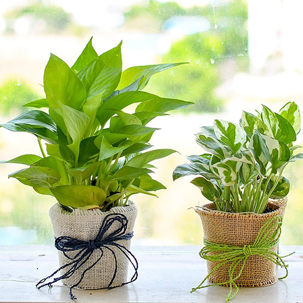Which Good Luck Plants to Gift this Chinese New Year? FNP Singapore