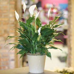 Peace Lily Plant