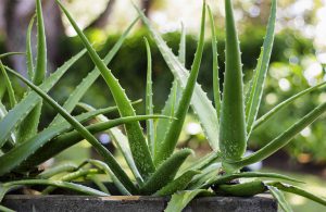 Aloe Vera