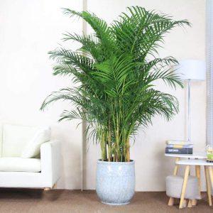 Areca Palm