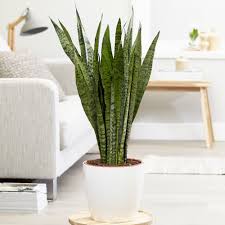 Snake Plant