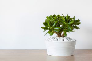 jade plant