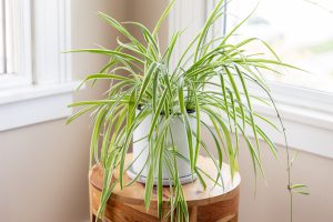 spider plant