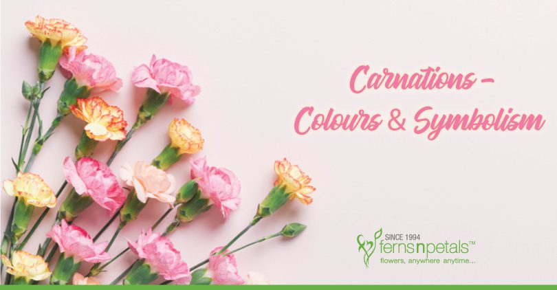Know more about Carnation flowers