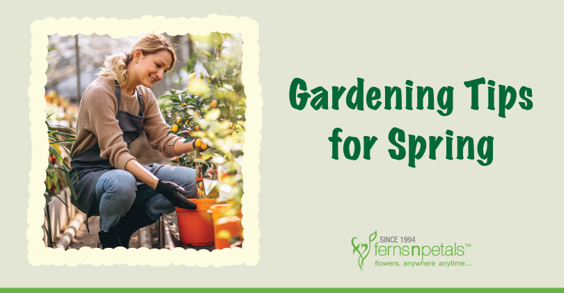 Gardening Tips for Spring - FNP Singapore