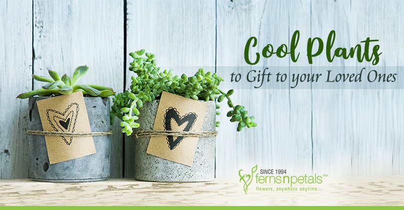 Cool Plants to Gift