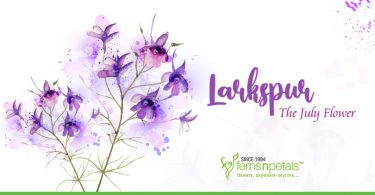 Larkspur- The July Flower
