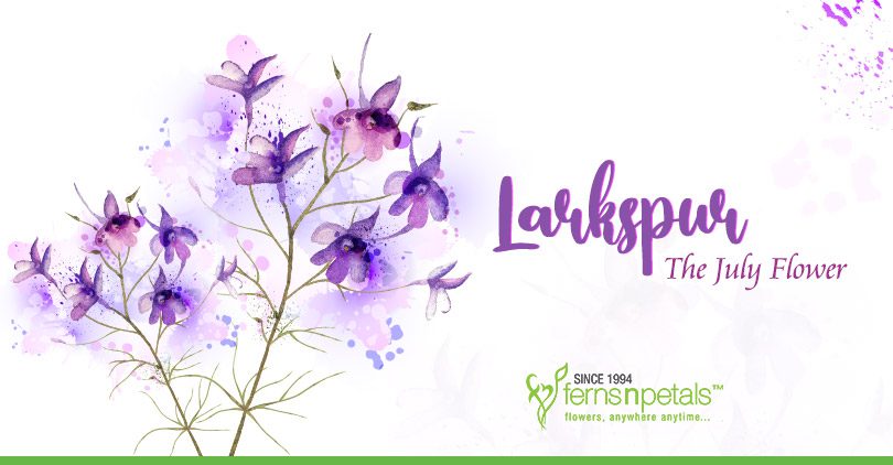 Larkspur- The July Flower