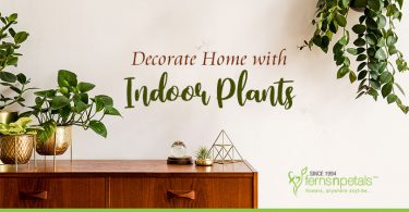 Decorate Home with Indoor Plants