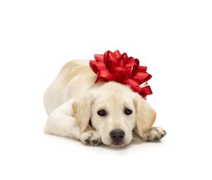Dog Gift