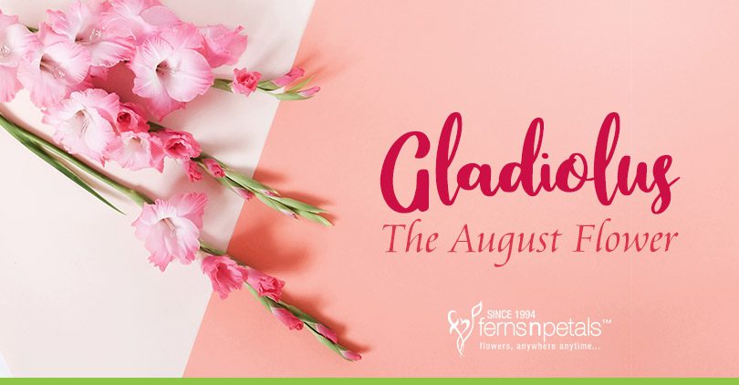 Gladiolus-the-august-flower