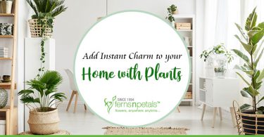 Add Instant Charm to Your Home with Plants
