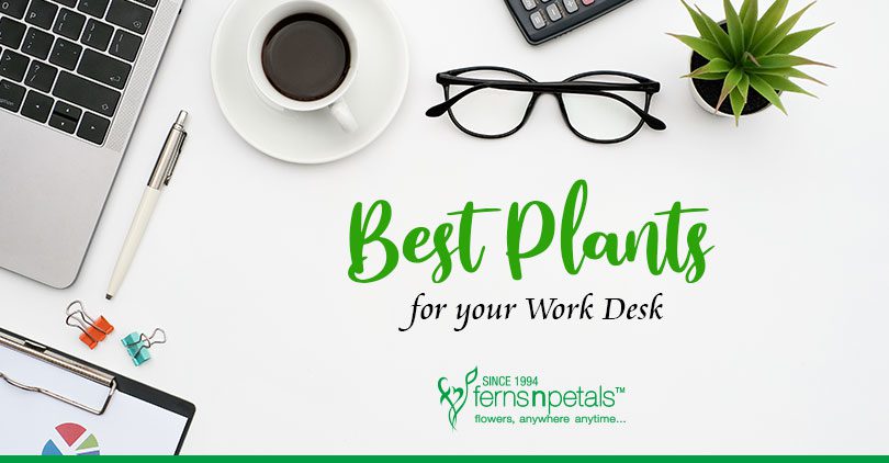 Best Plants for Your Work Desk