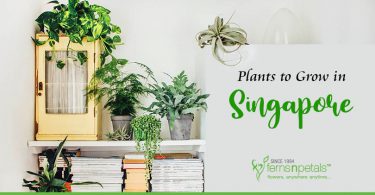 Plants That You Can Easily Grow In Singapore