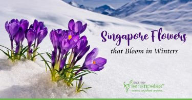 Singapore Flowers that Bloom in Winters