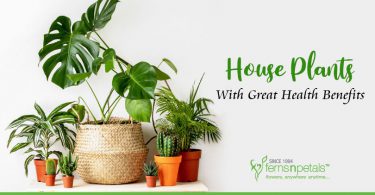 Plants With Great Health Benefits