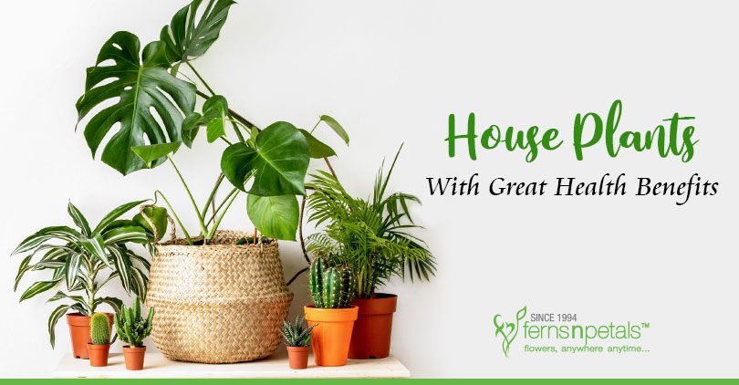 Top  House Plants With Great Health Benefits Ferns N Petals Singapore - Top 10 Living Room Plants