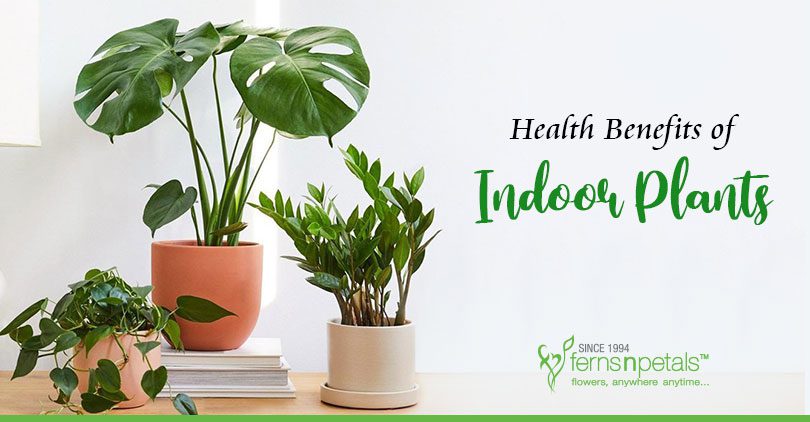 Health-Benefits-of-Indoor-Plants