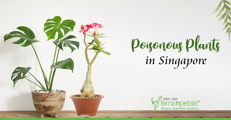 Poisonous-plant-Singapore