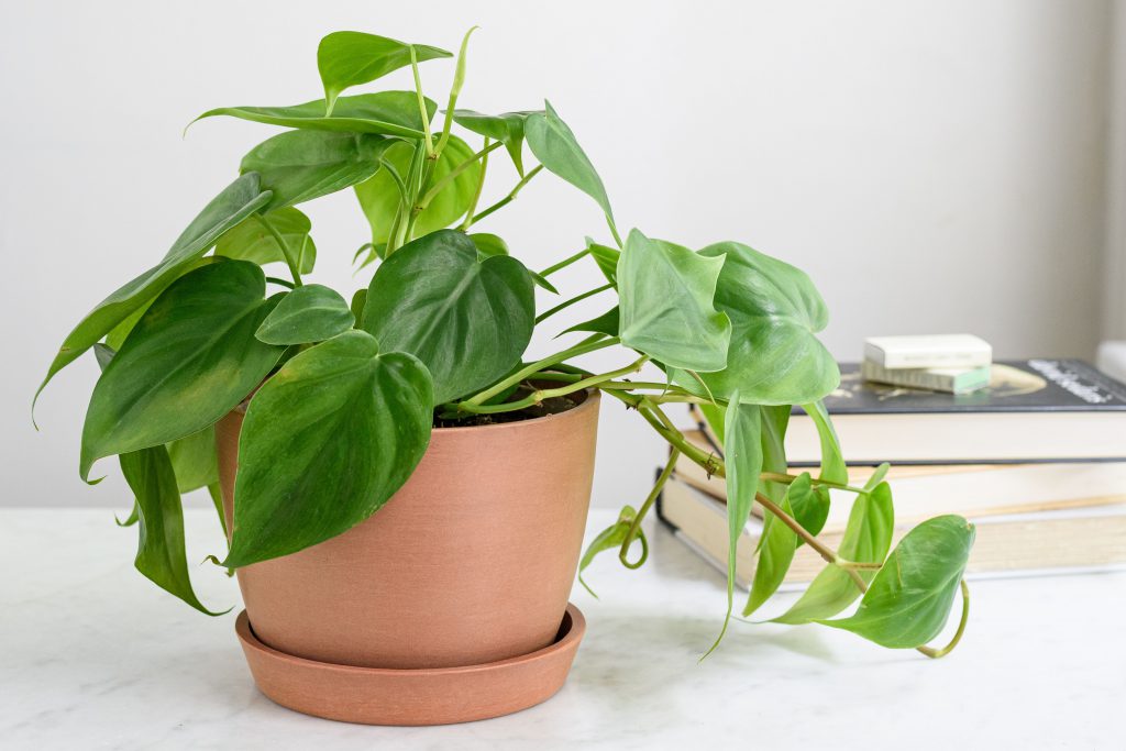 Best Feng Shui Plants for a Positivity Boost- PHILODENDRON HEART LEAF – PHILODENDRON SCANDENS