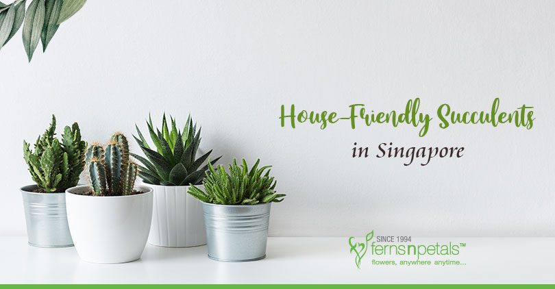 Succulents-in-Singapore