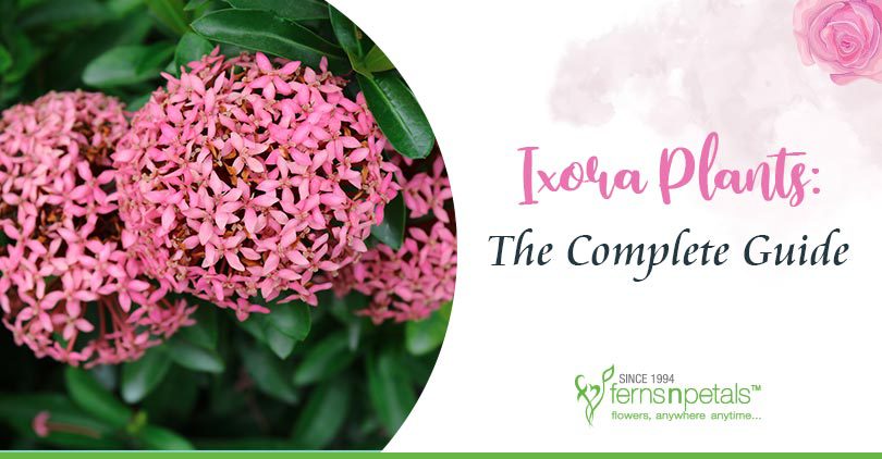 Ixora-plants-complete-guide
