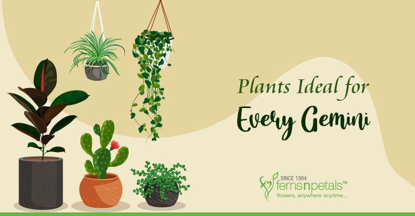 Plants-Ideal-for-every-Gemini