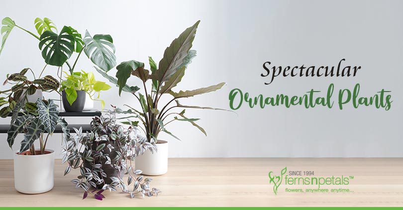 11-Spectacular-Ornamental-Plants