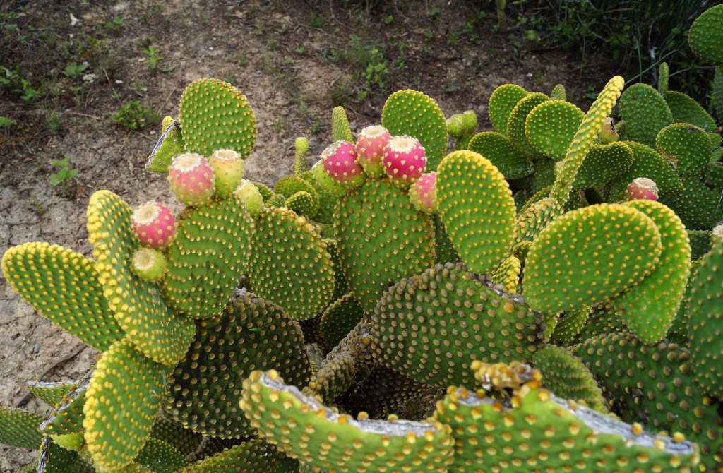 Polka Dot Cactus