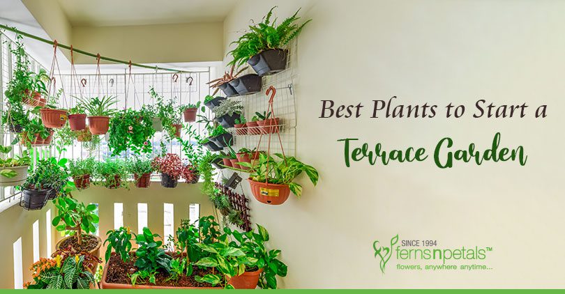 Best Plants for Terrace Garden