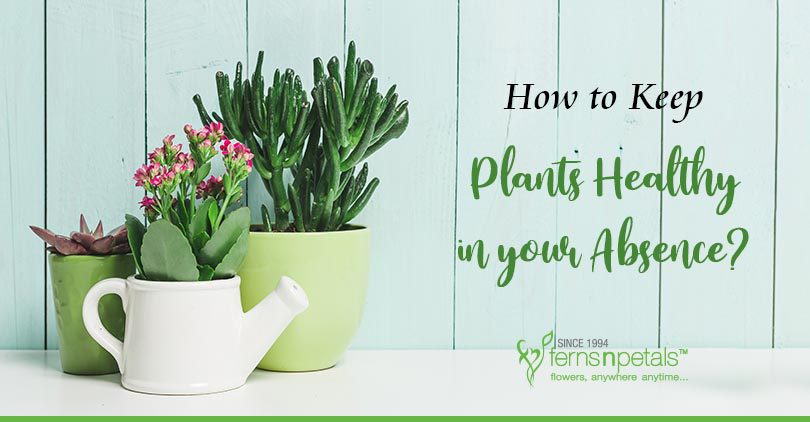 Plants-Healthy-in-your-Absence