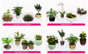 all types plants