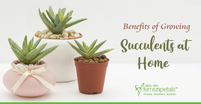 FNP-Succulents-at-Home