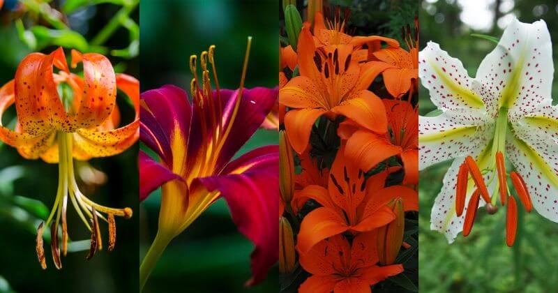 types of Lily