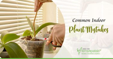 Common-plant-mistakes
