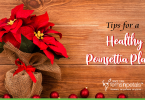 Tips for a Healthy Poinsettia Plant