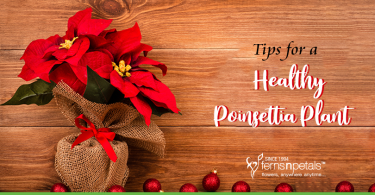 Tips for a Healthy Poinsettia Plant