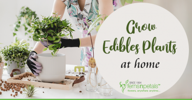 Edible Plants You Must Grow At Home